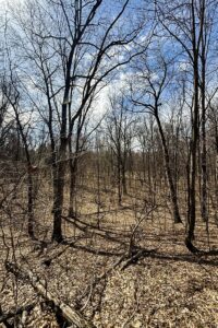 Buildable wooded land for sale in Rusk County near Chetek, offering a quiet setting on a maintained dead-end road.