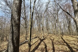 Buildable wooded land for sale in Rusk County near Chetek, offering a quiet setting on a maintained dead-end road.