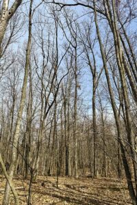 Buildable wooded land for sale in Rusk County near Chetek, offering a quiet setting on a maintained dead-end road.