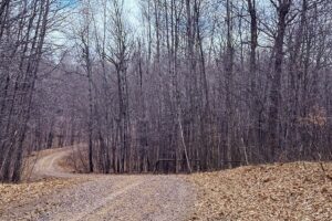Buildable wooded land for sale in Rusk County near Chetek, offering a quiet setting on a maintained dead-end road.