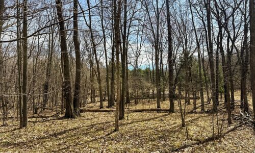 Buildable wooded land for sale in Rusk County near Chetek featuring 287 feet of pond frontage.
