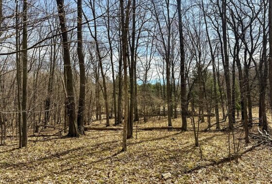 Buildable wooded land for sale in Rusk County near Chetek featuring 287 feet of pond frontage.