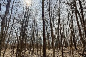 Buildable wooded land for sale in Rusk County near Chetek featuring 287 feet of pond frontage.