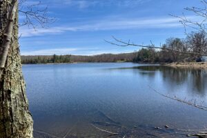 Buildable wooded land for sale in Rusk County near Chetek featuring 287 feet of pond frontage.