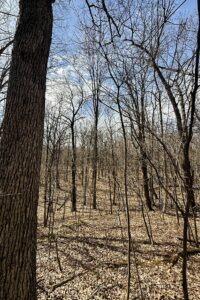 Buildable wooded land for sale in Rusk County near Chetek featuring 287 feet of pond frontage.