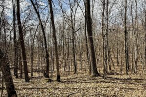 Buildable wooded land for sale in Rusk County near Chetek featuring 287 feet of pond frontage.