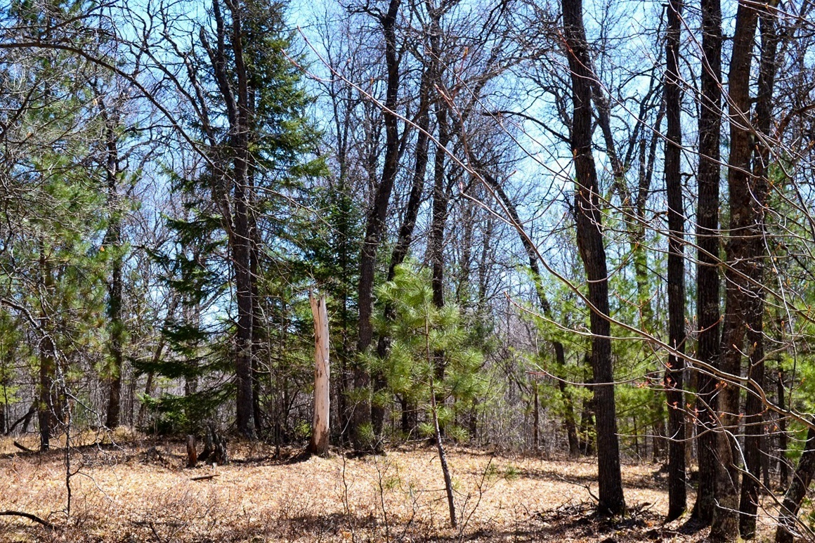 1.9 Acres Bordering National Forest!
