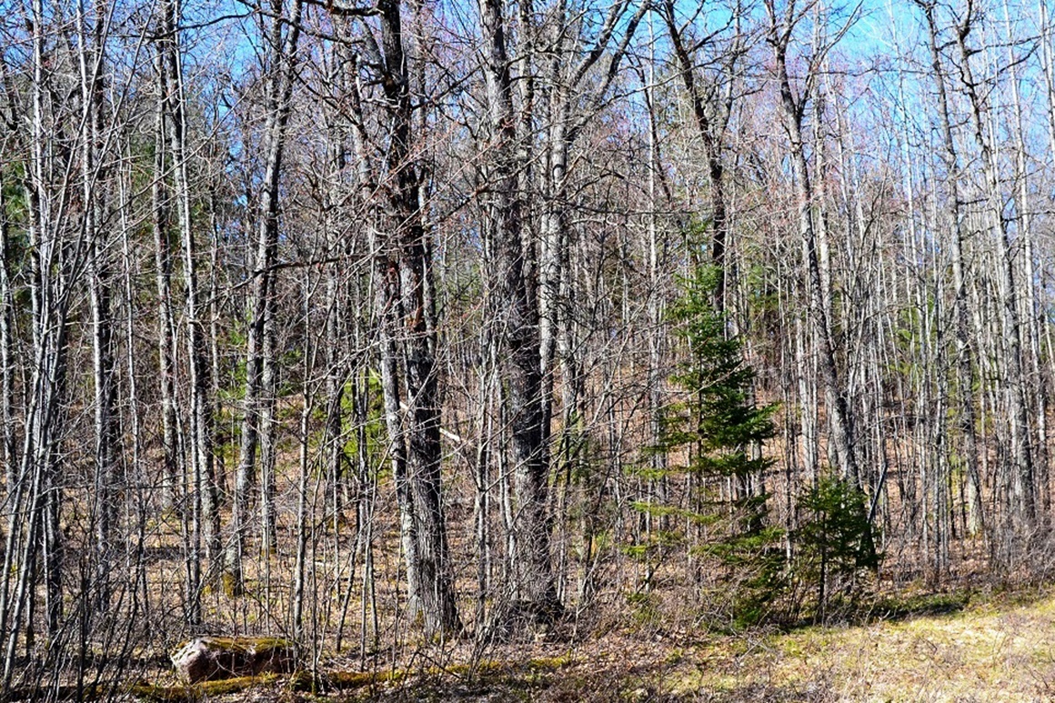 1.9 Acres Bordering National Forest!