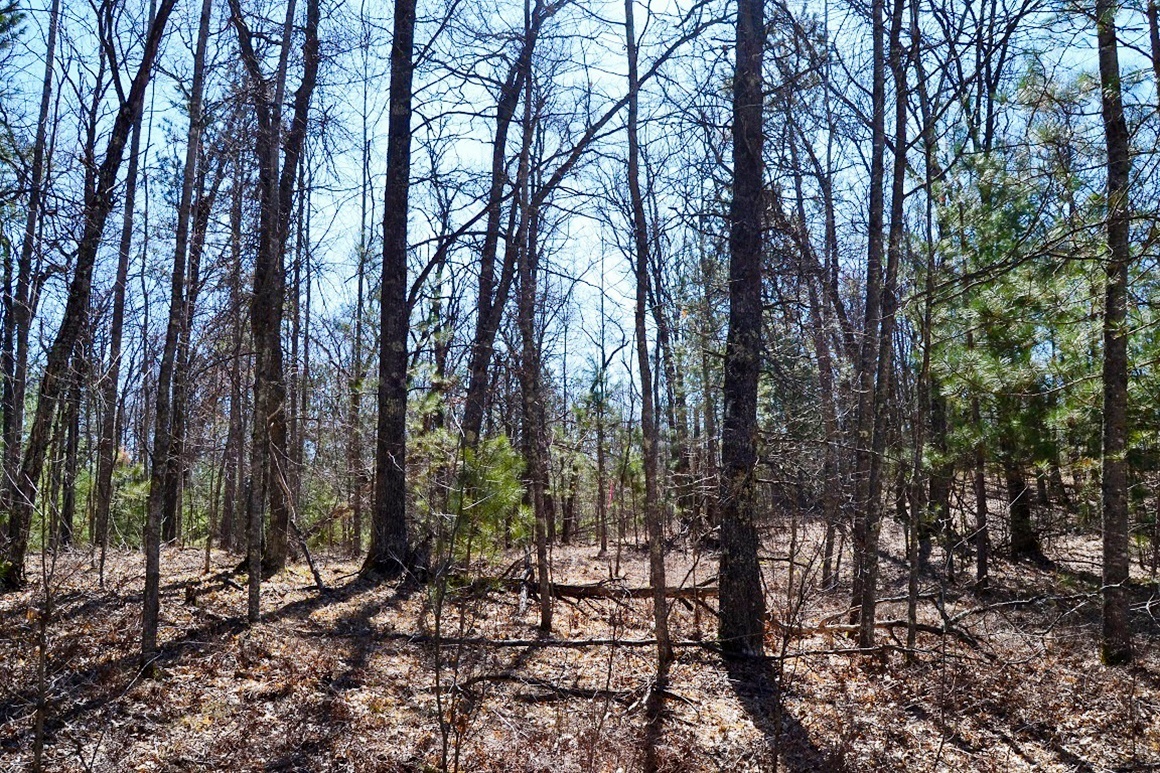 1.9 Acres Bordering National Forest!