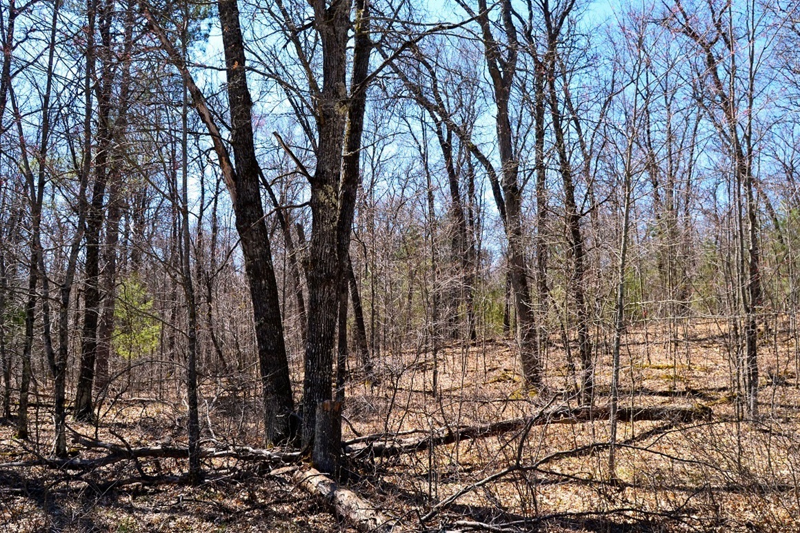 1.9 Acres Bordering National Forest!