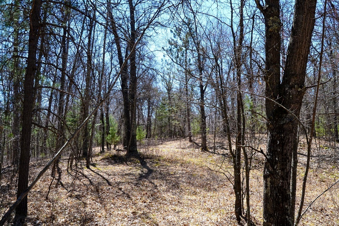 1.9 Acres Bordering National Forest!