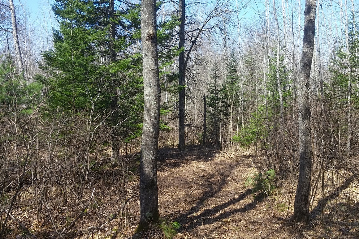 Northern WI Land Bordering National Forest!