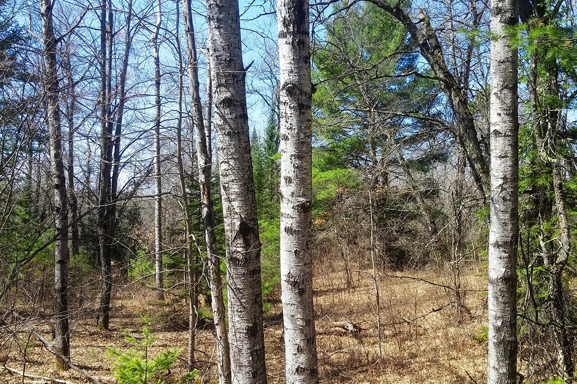 Northern WI Land Bordering National Forest!