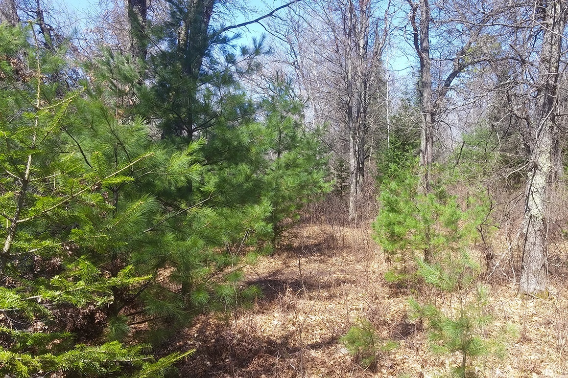Northern WI Land Bordering National Forest!