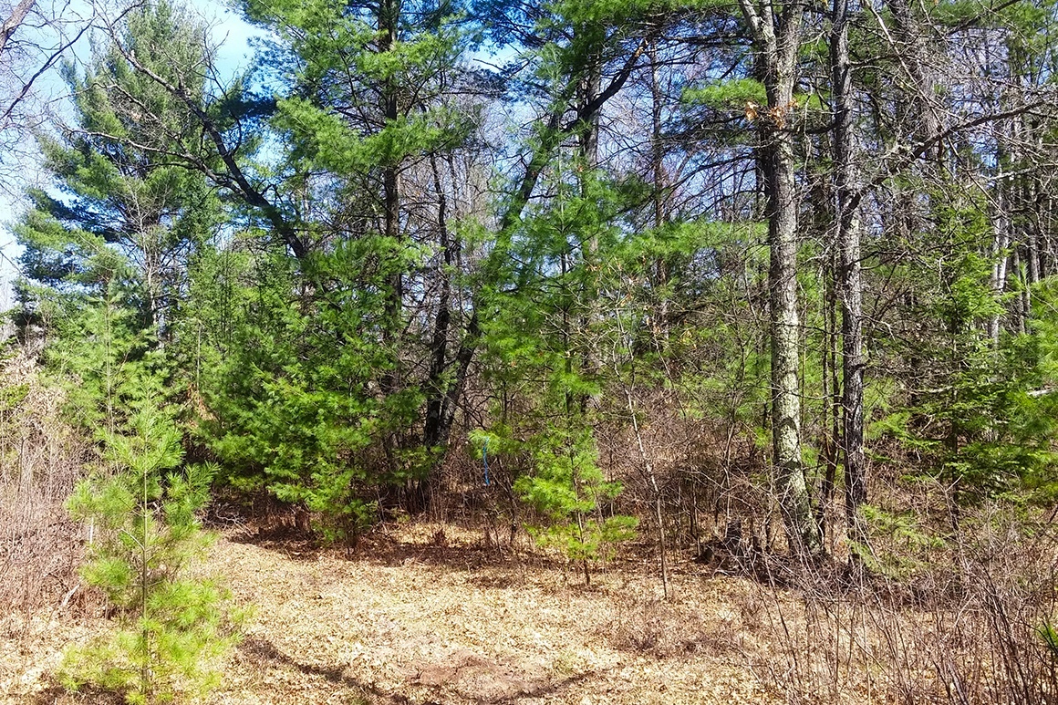 Northern WI Land Bordering National Forest!