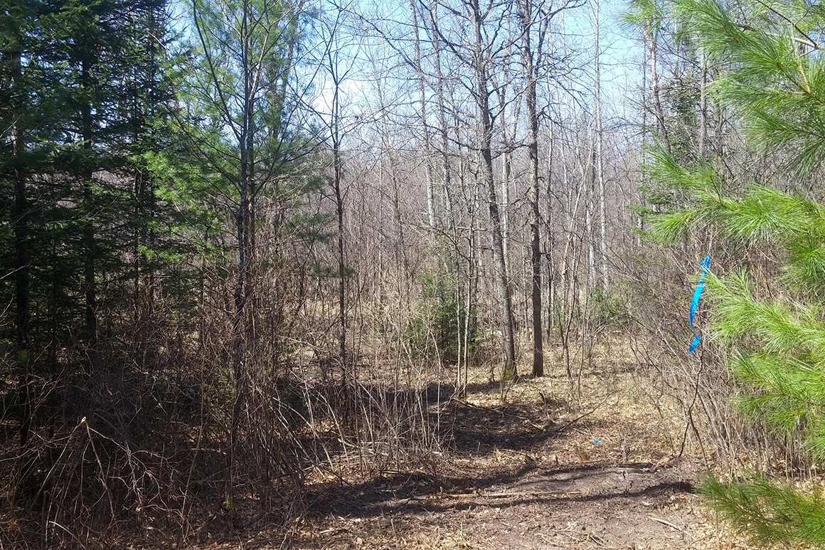 Northern WI Land Bordering National Forest!
