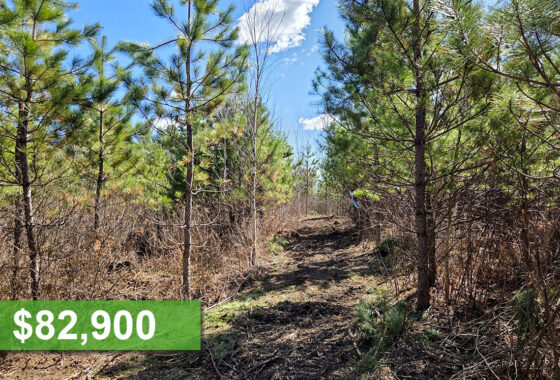 10 Acres of Buildable Land For Sale in Oneida County, WI!