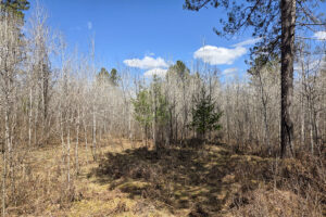 Land for sale near Tomahawk, WI just minutes from Lake Nokomis.