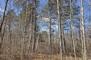 Land for sale near Tomahawk, WI just minutes from Lake Nokomis.