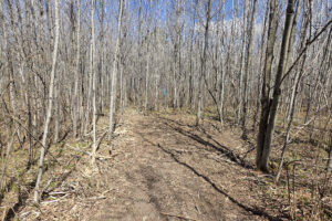 Land for sale near Tomahawk, WI just minutes from Lake Nokomis.