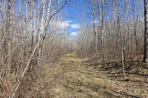 Land for sale near Tomahawk, WI just minutes from Lake Nokomis.