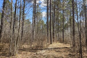 Lake Nokomis area land for sale near Tomahawk, WI in Oneida County