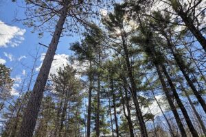Lake Nokomis area land for sale near Tomahawk, WI in Oneida County