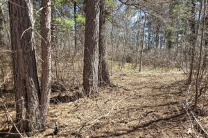 Buildable land for sale in Northern Wisconsin near Tomahawk