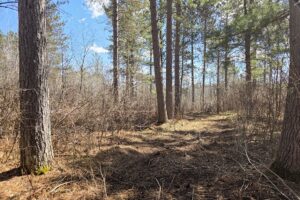 Buildable land for sale in Northern Wisconsin near Tomahawk
