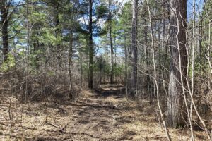 Buildable land for sale in Northern Wisconsin near Tomahawk