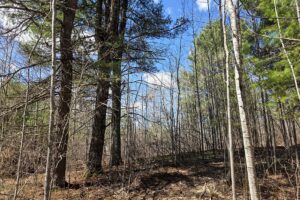 Buildable land for sale in Northern Wisconsin near Tomahawk