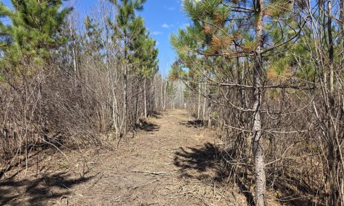 Buildable land for sale in Northern Wisconsin near Tomahawk