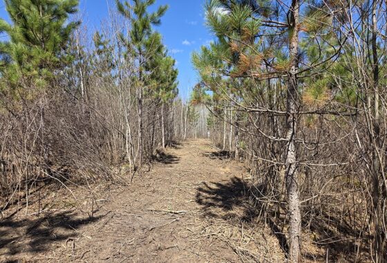 Buildable land for sale in Northern Wisconsin near Tomahawk