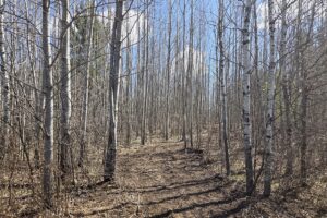 Buildable land for sale in Northern Wisconsin near Tomahawk