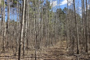 Buildable land for sale in Northern Wisconsin near Tomahawk