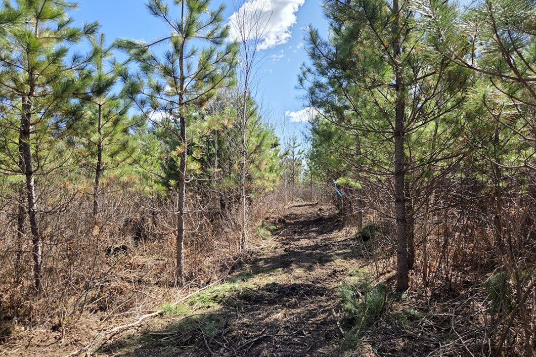 Buildable wooded land near Tomahawk, WI that directly adjoins State Land