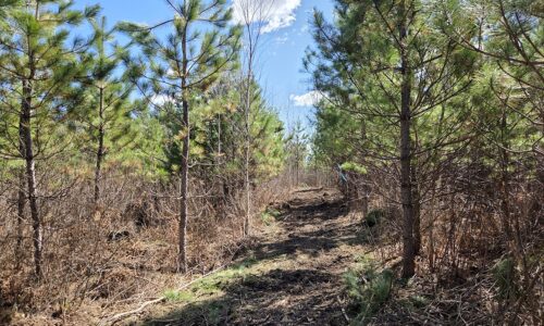 Buildable wooded land near Tomahawk, WI that directly adjoins State Land