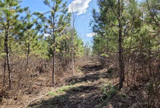 Buildable wooded land near Tomahawk, WI that directly adjoins State Land