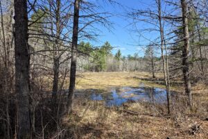 Buildable wooded land near Tomahawk, WI that directly adjoins State Land