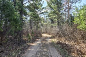 Buildable wooded land near Tomahawk, WI that directly adjoins State Land