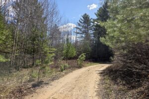 Buildable wooded land near Tomahawk, WI that directly adjoins State Land