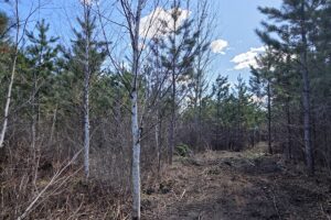 Buildable wooded land near Tomahawk, WI that directly adjoins State Land