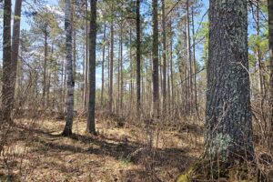 Buildable wooded land near Tomahawk, WI that directly adjoins State Land