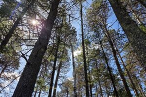 Buildable wooded land near Tomahawk, WI that directly adjoins State Land