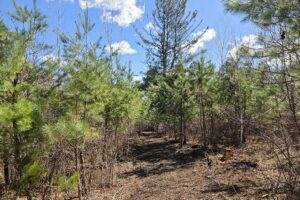 Buildable wooded land near Tomahawk, WI that directly adjoins State Land