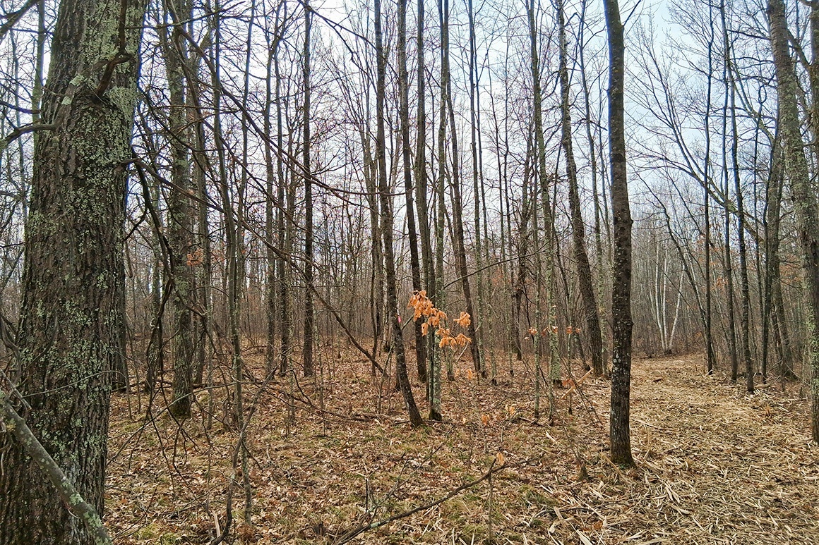 Northwest WI Acreage Near Namekagon River! 21% OFF, SAVE $8K!