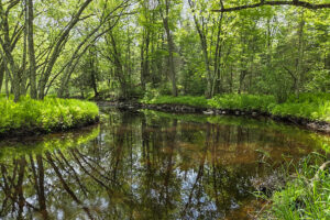 Wooded Land with Somo River Frontage!