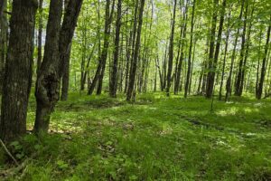 Waterfront property for sale along Somo River near Tomahawk, WI