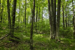 Waterfront property for sale along Somo River near Tomahawk, WI