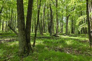 Waterfront property for sale along Somo River near Tomahawk, WI